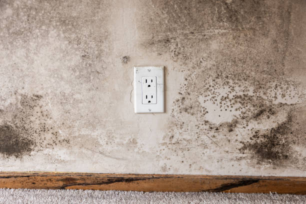  Kremmling, CO Mold Removal Pros