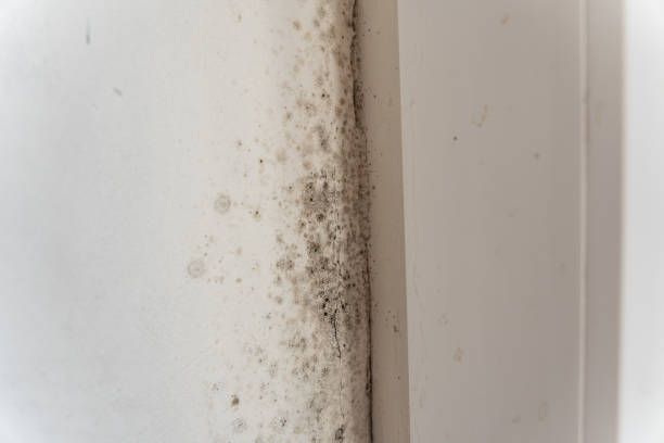 Best Post-Remediation Verification Testing  in Kremmling, CO