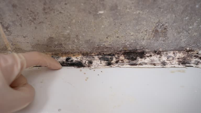 Best Mold-Related Health Consultation  in Kremmling, CO