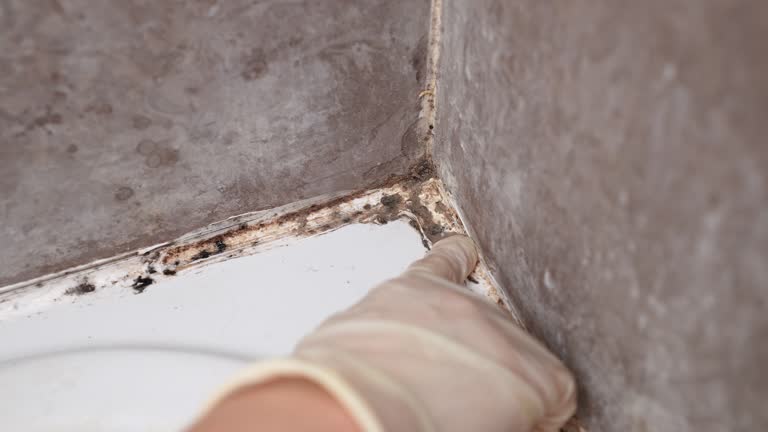 Reliable Kremmling, CO Mold Removal Solutions