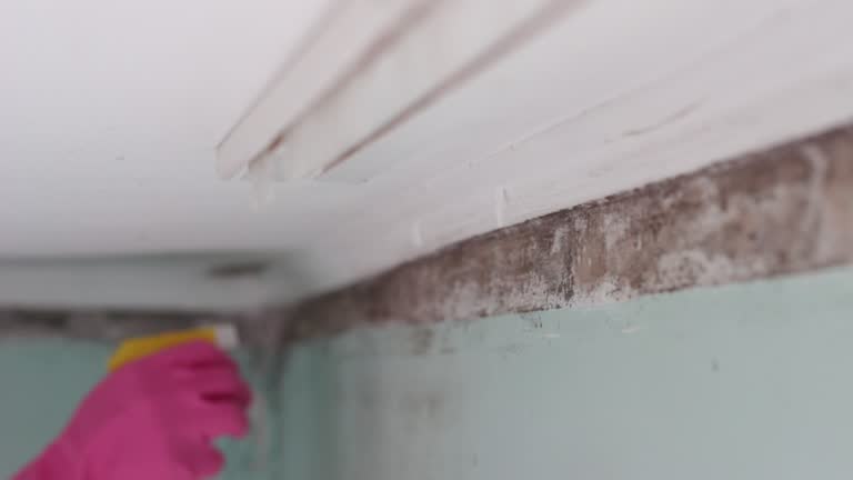 Best Mold Damage Restoration  in Kremmling, CO